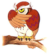The owl
