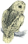 Filename=g-owl.jpg
Filesize=28KB
Dimensions=300x467
Date added=Feb 25, 2006 g-owl.jpg