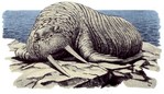 Filename=g-walrus.jpg
Filesize=65KB
Dimensions=550x317
Date added=Feb 25, 2006 g-walrus.jpg