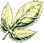 Filename=g-golden-leaf.jpg
Filesize=35KB
Dimensions=300x293
Date added=Feb 25, 2006 g-golden-leaf.jpg