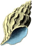 g-sea-shell.jpg