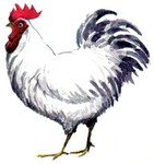 cucco.jpg