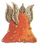 leever2.jpg