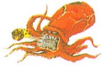 Octorok.jpg