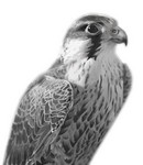 Filename=Falcon.jpg
Filesize=59KB
Dimensions=264x304
Date added=Oct 20, 2005 Falcon.jpg