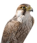 Filename=Falcon2.jpg
Filesize=68KB
Dimensions=264x304
Date added=Nov 10, 2005 Falcon2.jpg